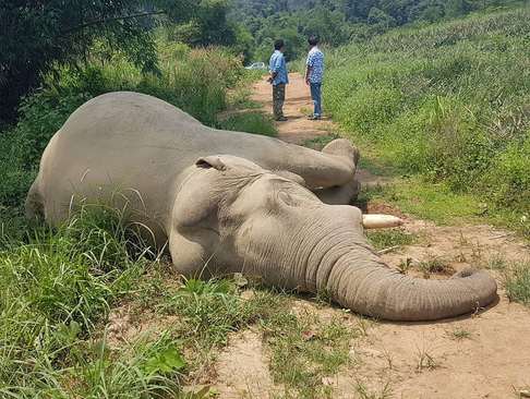 یک فیل مرده در جنگلی در تایلند