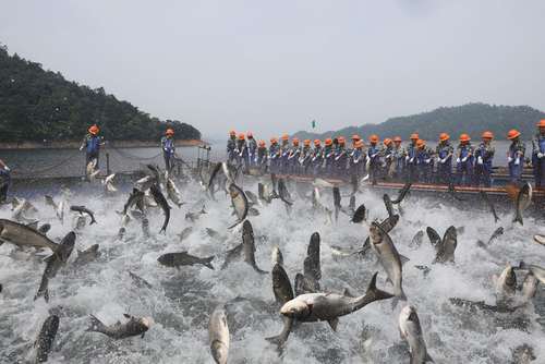 ماهیگیری از دریاچه هزار جزیره چین 