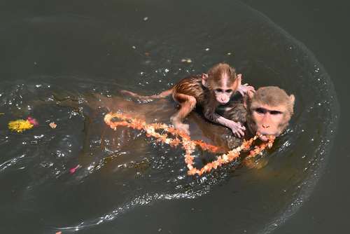 شنا کردن یک میمون با فرزندش در رود یامونا هند