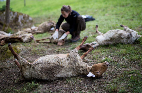 گوسفندان تلف شده پس از حمله گرگ‌ها به یک گله گوسفند- آلمان