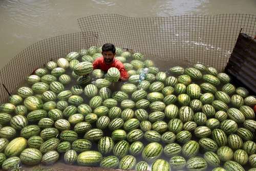 یک هندوانه فروش در جامو هند