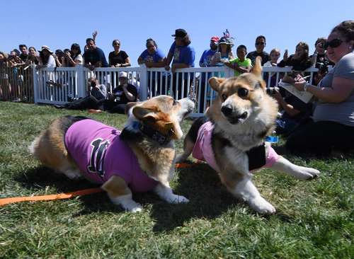 عبور از خط پایان در مسابقه دو سرعت سگ‌های خانگی- کالیفرنیا آمریکا