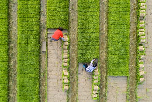 کشاورزی در نانتون چین