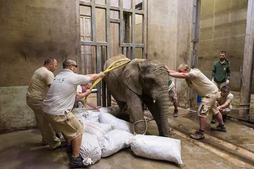 آماده کردن یک بچه فیل 3 ساله برای جراحی عاج شکسته در باغ وحشی در مجارستان