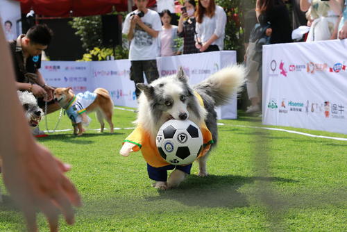 جام جهانی فوتبال سگ‌ها در پکن