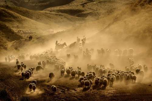 عبور گله گوسفندان از کوه 