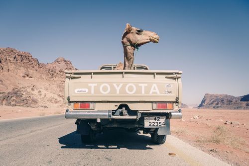 انتقال یک شتر با وانت در اردن/ عکس روز وب سایت 