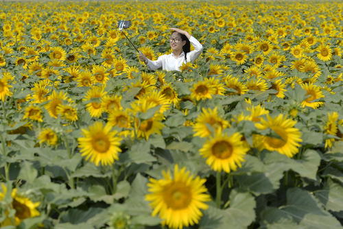 سلفی گرفتن در یک مزرعه گل آفتابگردان- چبن