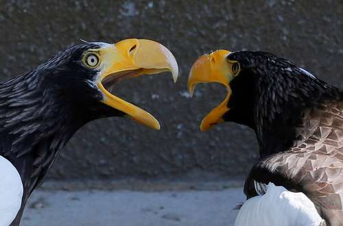 عقاب‌های باغ وحشی در کراسنویارسک روسیه/ رویترز