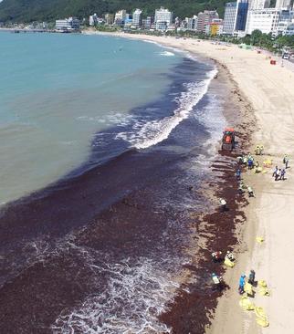 جمع‌آوری توده‌های عظیم جلبک دریایی از ساحل شهر بندری بوسان کره جنوبی/ یونهاپ