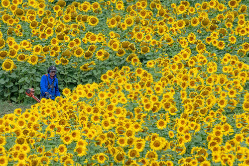 مزرعه گل آفتابگردان- آلمان