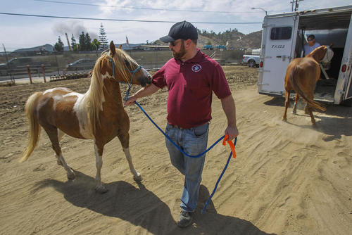 انتقال کره اسب ها برای در ایمن ماندن از آتش سوزی جنگلی در منطقه آلپاین کالیفرنیا آمریکا