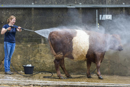 شستشوی یک گاو برای شرکت در مسابقه سالانه انتخاب برترین گاو در یورکشایر بریتانیا