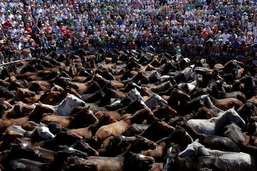 جشنواره سالانه اسب‌های وحشی در اسپانیا/ رویترز