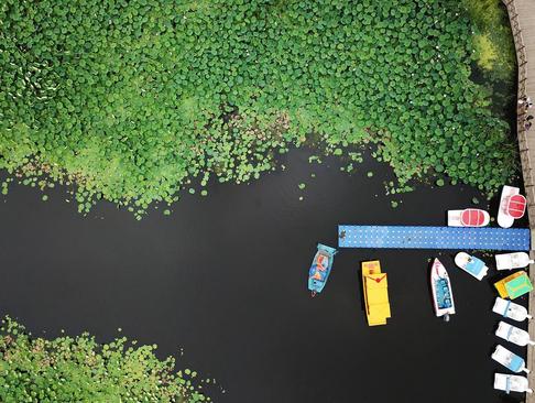 تصویری هوایی از یک استخر مملو از گل نیلوفر آبی در شنیان چین