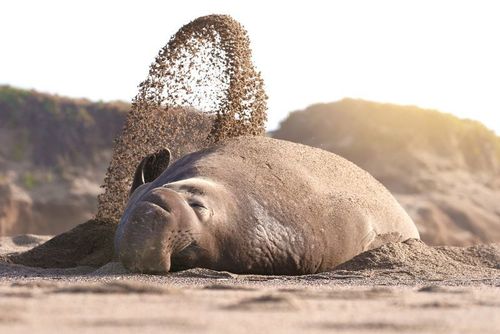 استراحت یک فیل دریایی در ساحل 