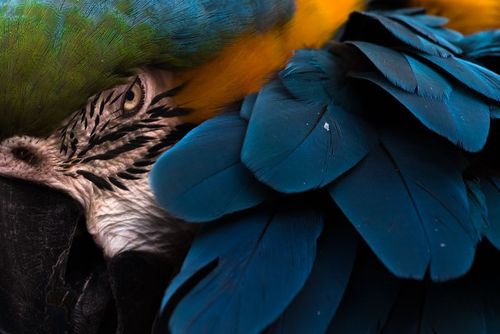 طوطی دم‌بلند آمریکای جنوبی در یک مرکز حیات وحش در کالیفرنیا آمریکا/عکس روز وب سایت 