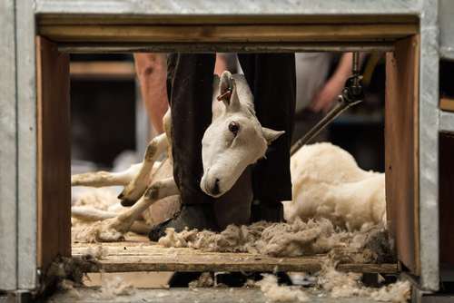 تراشیدن پشم  گوسفندان / بریتانیا/ خبرگزاری فرانسه