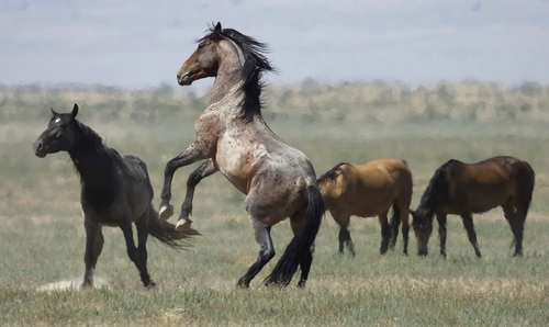 اسب‌های وحشی در نوادا آمریکا/ آسوشیتدپرس