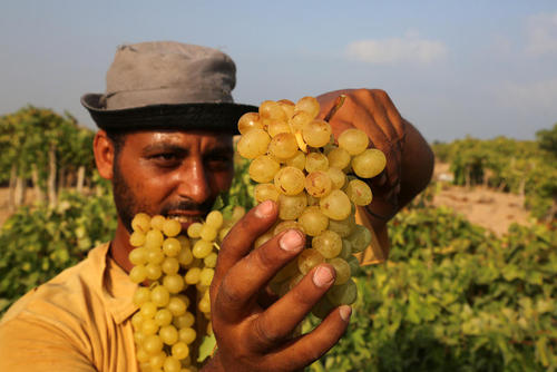 برداشت انگور از تاکستان‌های باریکه غزه