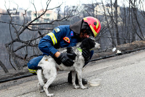 نجات یک سگ از آتش‌سوزی مهیب و گسترده جنگل‌های اطراف پایتخت یونان 