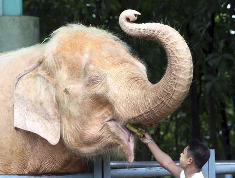غذا دادن به فیل سفید در باغ وحشی در میانمار/ آسوشیتدپرس