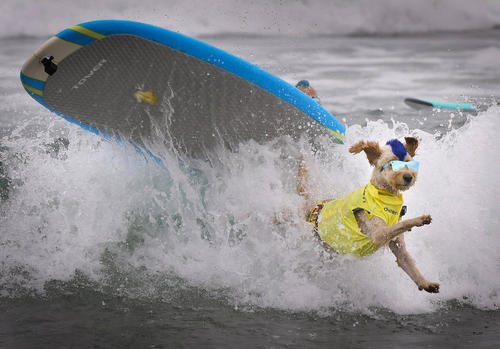 مسابقات موج سواری سگ‌ها در کالیفرنیا آمریکا