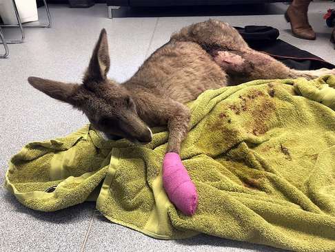 مداوای یک کانگورو زخمی در یک مرکز درمانی در ملبورن استرالیا/ خبرگزاری فرانسه