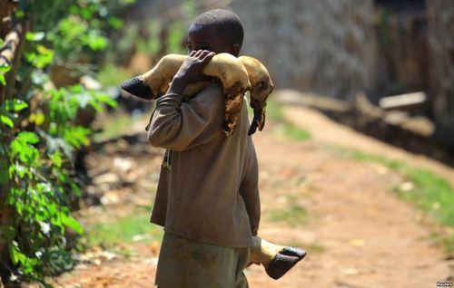 یک پسر نوجوان در حال حمل پاچه‌های گاو در روستایی در کشور آفریقایی جمهوری دموکراتیک کنگو