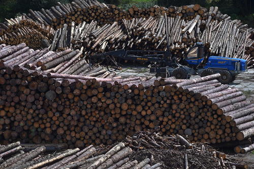 درختان بریده شده از جنگل در انبار چوبی در جمهوری چک