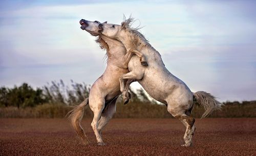 نزاع دو اسب بر سر قلمرو در جنوب فرانسه/ عکس روز وب سایت 