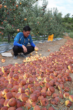 آفتاب سوز شدن سیب‌های یک باغ در اثر شدت حرارت و گرما در منطقه 