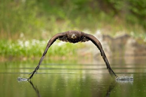 پرواز در ارتفاع کم یک عقاب بر روی دریاچه‌ای در جمهوری چک/ عکس روز وب سایت 