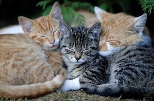 خواب گربه‌ها در روستای کرومپاچ در جمهوری چک/ رویترز