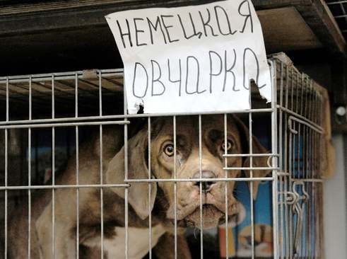 یک مرکز فروش سگ‌های خانگی در شهر مسکو/ ایتارتاس