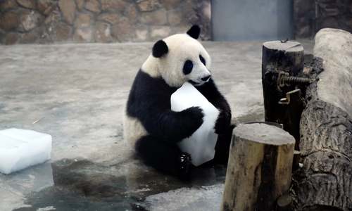 پاندا در حال خوردن قالب یک در گرمای تابستان/ چین