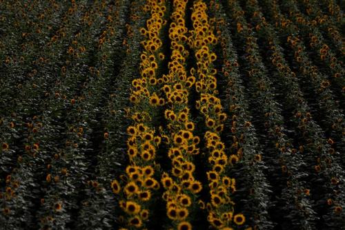 مزرعه گل آفتابگردان در پرتغال/ رویترز