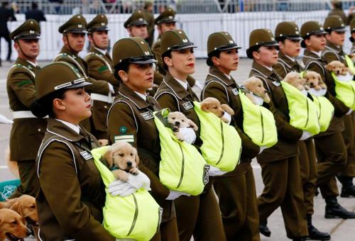 رژه پلیس شیلی با سگ‌های آینده پلیس در یک مراسم رژه نظامی/ رویترز