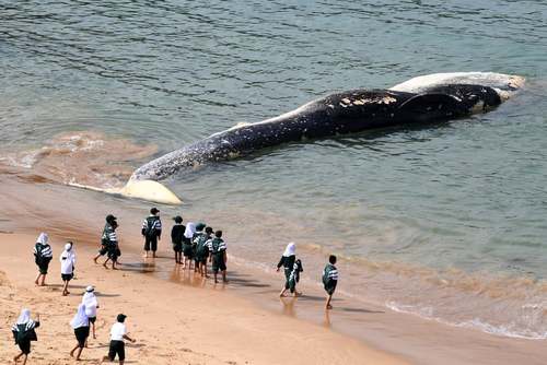 نهنگ در ساحل شهر سیدنی استرالیا/ خبرگزاری فرانسه