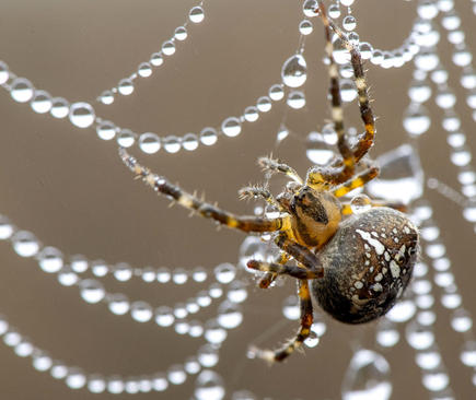 تور نمناک یک عنکبوت / اورگان آمریکا