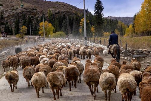 گله گوسفند در منطقه اویغور چین