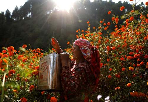 چیدن گل در کاتماندو نپال/ رویترز