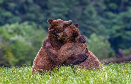 زورآزمایی دو خرس/ عکس روز وب سایت 