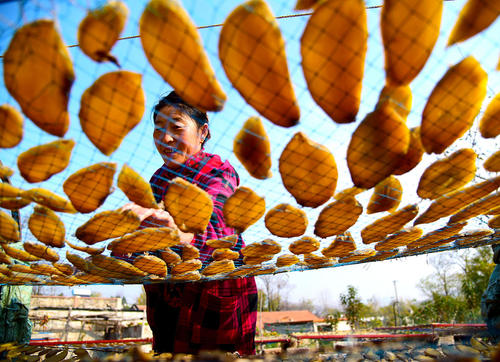 کشاورز چینی در حال خشک کردن بریده‌های سیب‌زمینی شیرین