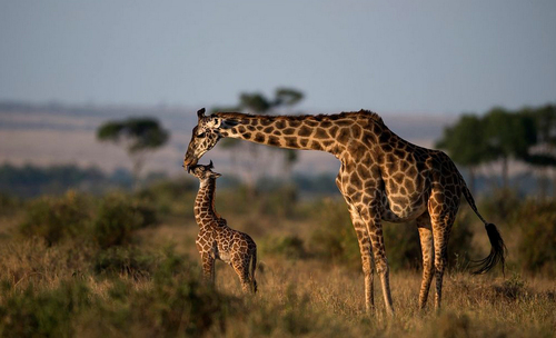 زرافه مادر و فرزندش در پارکی در کنیا/ عکس روز وب سایت 