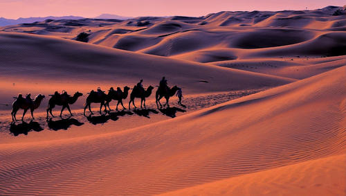 عبور کاروان شترها از صحرایی در شمال‌غرب چین