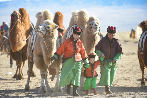 جشنواره شتر در بخش مغول‌نشین در شمال چین / شینهوا