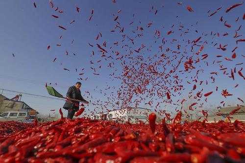 خشک کردن فلفل قرمز در تانگشان چین/ شینهوا