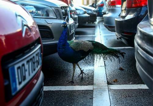 جولان یک طاووس در پارکینگ مقر اروپایی سازمان ملل در شهر 