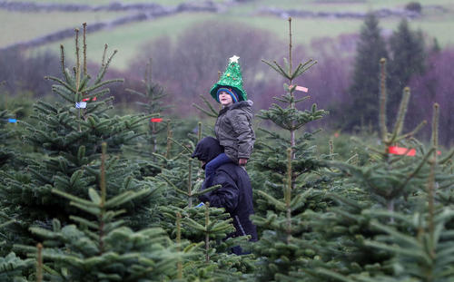 خرید کاج برای تزیین در جشن کریسمس/ ایرلند